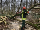 Sägeübung 8.Feuerwehrbereitschaft 25.01.2019